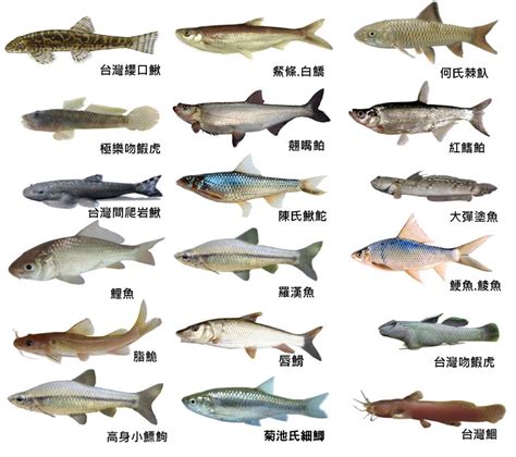 魚類有哪些|魚(魚類):基本信息,動物特徵,動物外形,紡錘形,側扁型,。